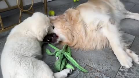 Puppy Plays with Golden Retriever