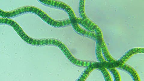 Spirulina V. Moringa V. Chlorella