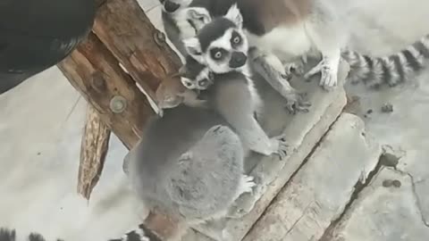 lemurs