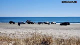 8 more dolphins wash up on same NJ beach several whales recently found dead