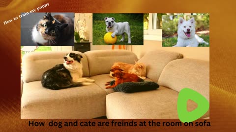 How to dog and cate are friend