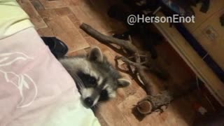 Kherson the racoon loves his room