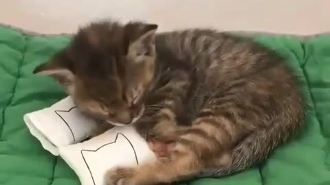 Teeny Tiny Pillows, For Teeny Tiny Kitten
