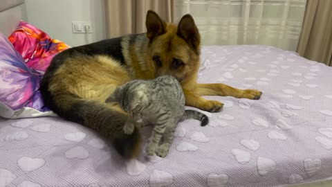 What does the playing German Shepherd and a Kitten look like