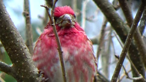 Purple Finches