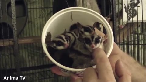 SUGAR GLIDERS Flying - Funny & Cute Compilation