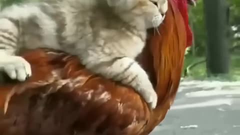 Cat & Chicken _ A Love Story ❤️
