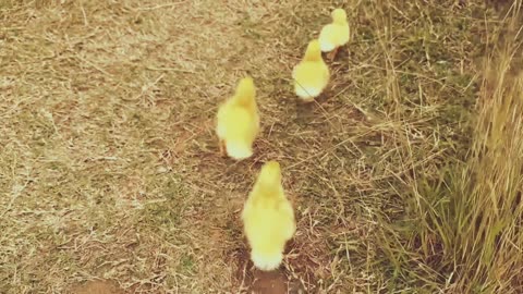 The kitten takes three ducklings on an outdoor trip | happy duck🐥Cute and interesting animal video