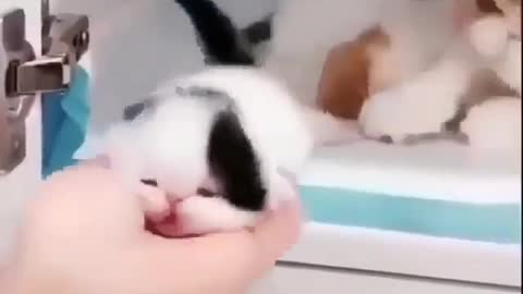 Cute Little Kitten saved from falling