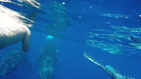 Swimming with Whales