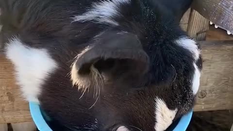 Milk Lover's Delight: Witness the Unbridled Joy of Chugging