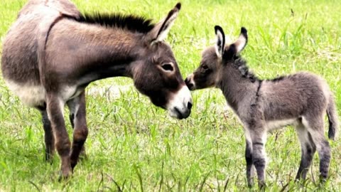 Fund Facts about Donkeys