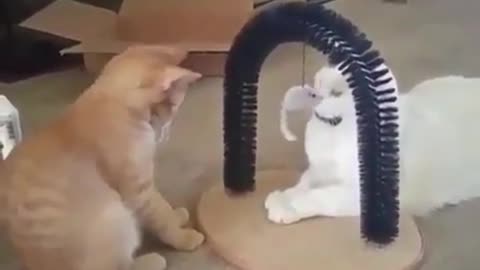 Two cats playing with each other