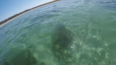 Whale Makes Friends With Humans