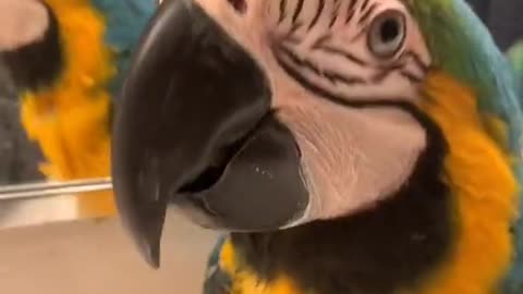 Crazy bird #cute #macaws #pets #parrots #birds