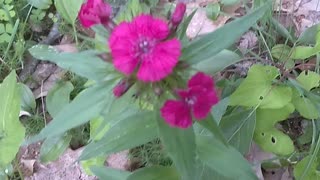 Sweet William