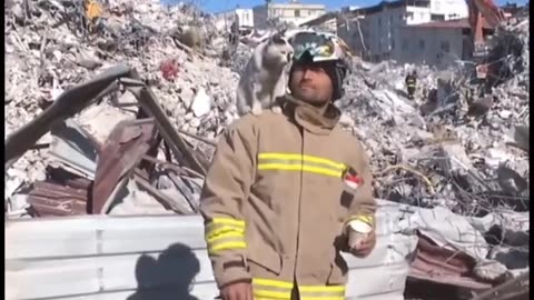 Rescued cat refuses to leave her rescuer side after being saved from the Rubble