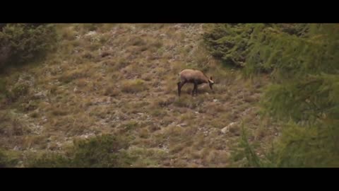 MOUNTAIN GOATS - These Creatures Don’t Care About The Laws Of Physics Despite Their Hooves2