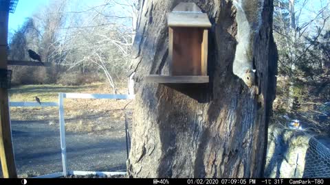 Squirrel Box with Flying Squirrels and Reg Squirrels wondering why its empty