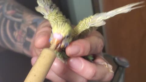 Baby parrot