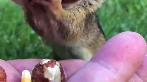 Dinky the chipmunk can fit more into his mouth then you