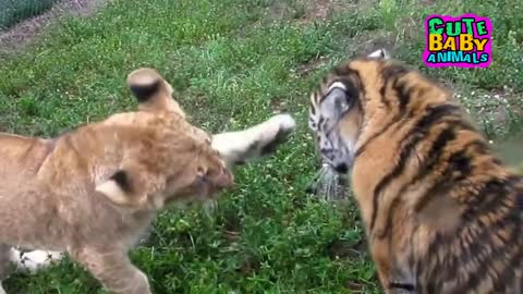 Lion Cubs and Tiger Cubs Become Best Friend and Playing Together - Cute Baby Animals