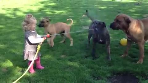 Onze dochter speelt met onze 3 Boerboels(240P)