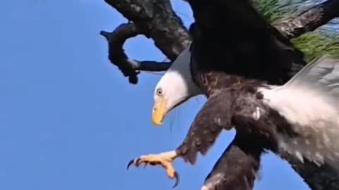 Bald eagle eagle