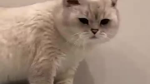 Cute cat sounds