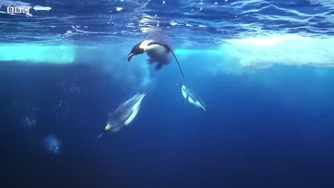 Baby Penguin Tries To Make Friends | Snow Chick: A Penguin's Tale | BBC Earth