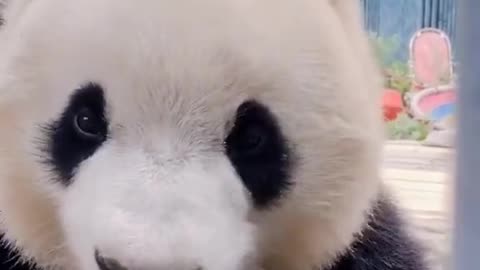 My cute panda