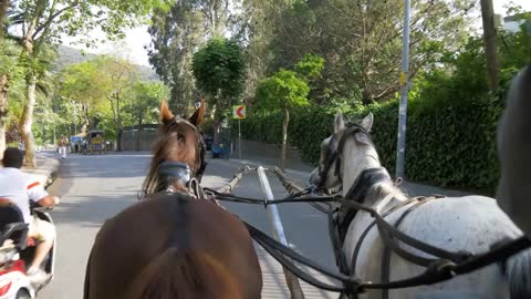 Horse-drawn carts on the streets of the Turkish island of Buyukada