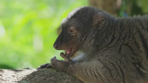 Lemurs get STONED!