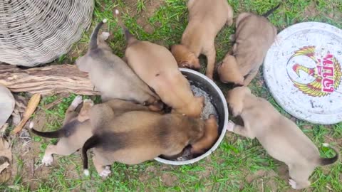 Cute Puppies Eating Dinner Look So Delicious