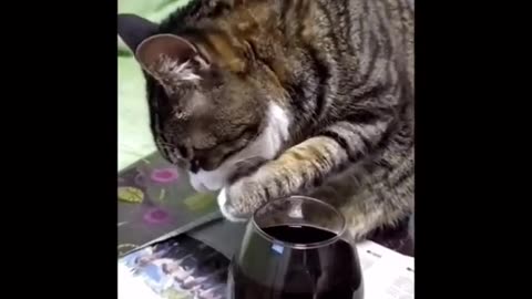 Cat drink to alcohol 🍷🥃