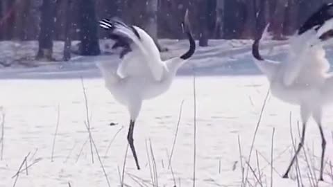 Beautiful red-crowned cranes