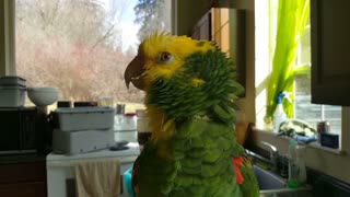 Talented bird sings opera music like a pro