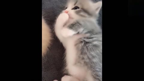 TIK TOKS THAT MAKE YOU GO AAWWW 😀 Funny Pets of TikTok Compilation_2