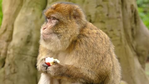 Monkey and an apple