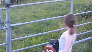 Serenading a herd of cows.