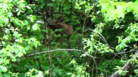 White-tailed deer