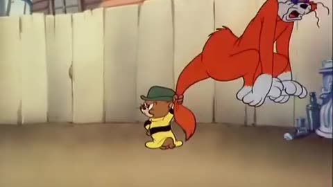Tom & Jerry ! Trapping Jerry Cartoon