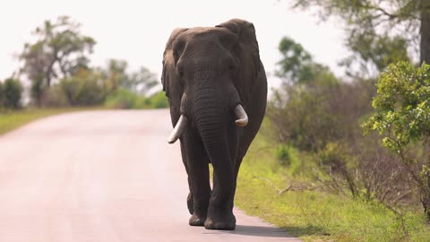 Elephant's playful trunk dance