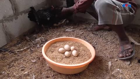 Amazing BORN "MURGI" Hatching Eggs in chaff to Chicks Born - Crazy Hen Harvesting Eggs to chiicks-6