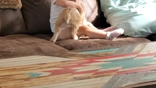 Baby Goat Plays With Baby Girl