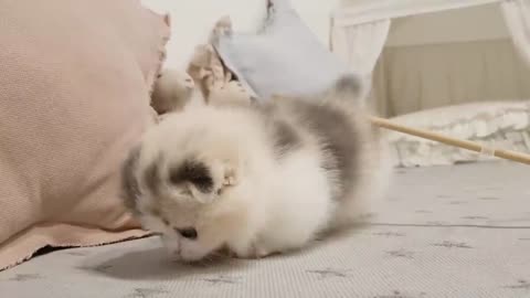 cute kitten videos short leg cat- MS
