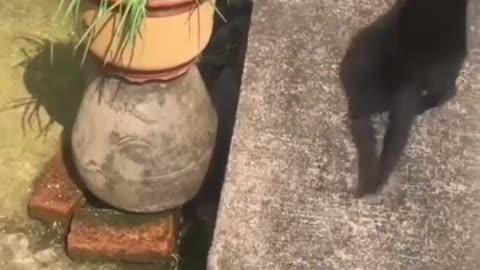 cute cats doing cat stuff