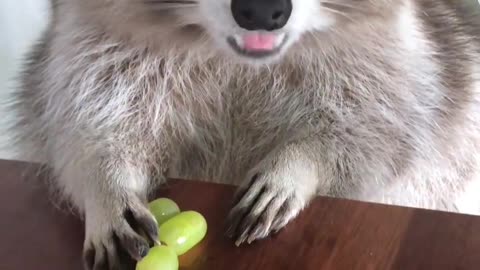 "Crafty Raccoon Defends Grapes from Sneaky Thief!"