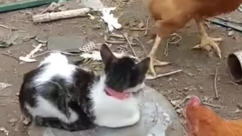 Funny Chicken Vs Cat Fighting - shorts