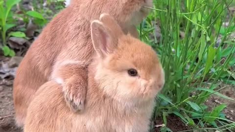 Cute Animal Rabbits as Pets Video | Rabbit